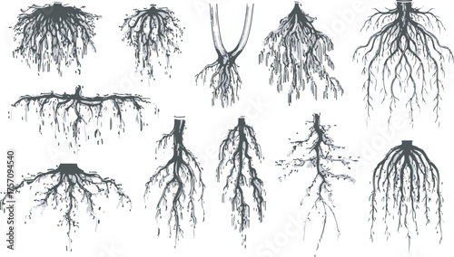 Detailed Plant and Tree Root Systems Vector Collection for Biology and Nature Graphic Design