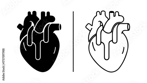 Human heart anatomy outline with transparent background