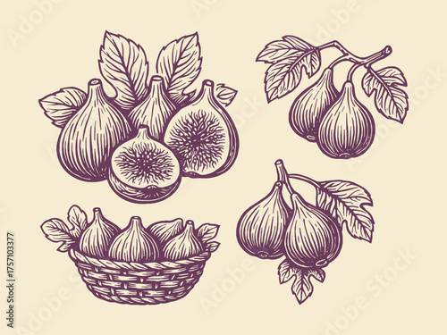 fig fruits branches and basket engraving vector illustration