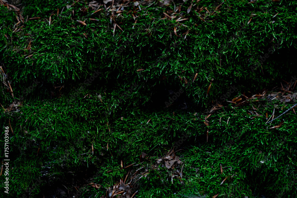Obraz premium Lush green moss covering rocky terrain in a shaded forest environment