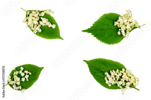 Elder flowers isolated on a white background, contour