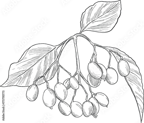Nannyberry Botanical Hand Drawing Illustration