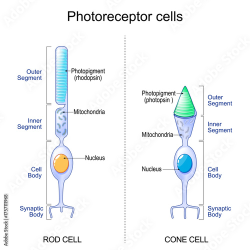 Photoreceptor cells. Cone cell and rod cell. Retina.