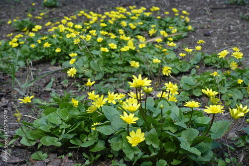 Behang Countless yellow flowers of lesser celandine in April