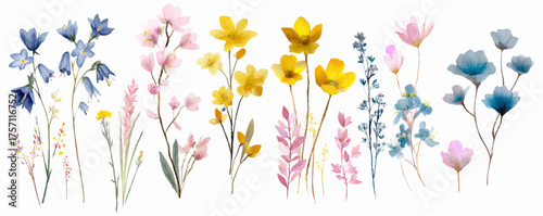 Watercolor set of wild flowers. Wild and meadow flowers on isolated white background. Hand drawn botanical elements. Floral elements of the field. Vector illustration.