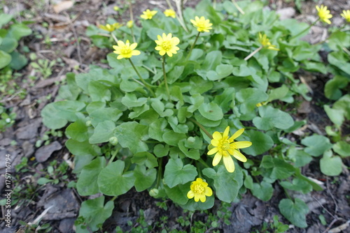 Foto Couple of yellow flowers of lesser celandine in April