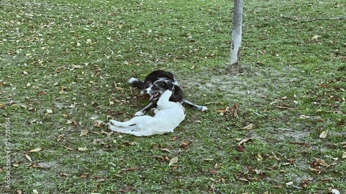 Two dogs engage in playful wrestling on a grassy field scattered with leaves, capturing a joyful moment of natural interaction and companionship. One white dog with a red collar is on top of a black d
