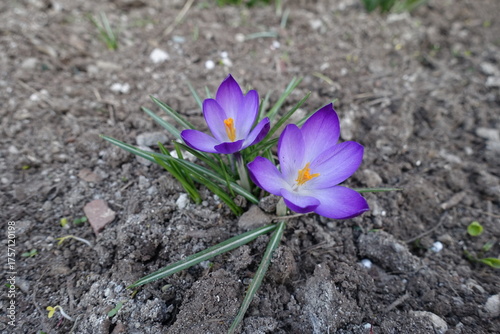Tableau sur toile Pair of violet flowers of crocuses in March