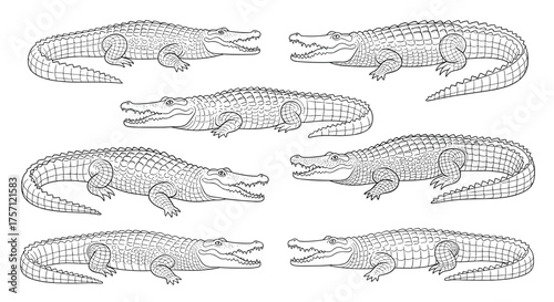Collection of artistic alligator illustrations showcasing various poses and details in a line art style.