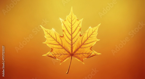 Golden maple leaf illustration for autumn season designs and fall foliage themed graphic projects and backgrounds