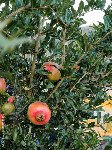 Ripe pomegranates grow on a lush tree among glossy green leaves in a garden in Portugal. The branches are filled with vibrant fruits, symbols of health, abundance, and Mediterranean tradition.