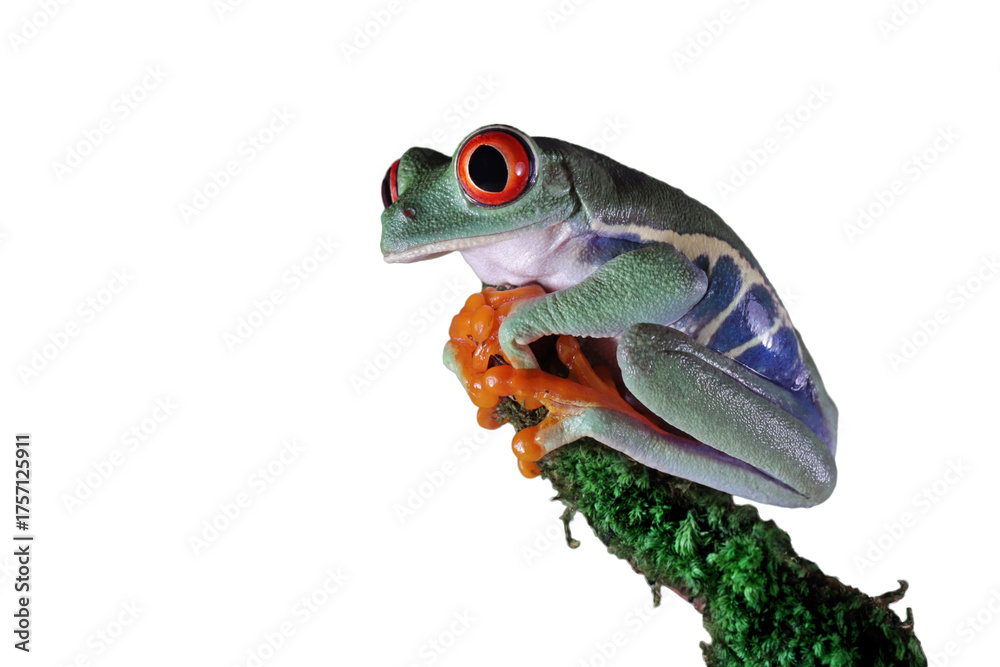 Obraz premium Red-eyed tree frog sitting on moss with isolated background, Red-eyed tree frog (Agalychnis callidryas) closeup on branch