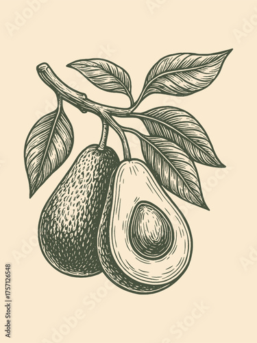avocado branch with leaves engraving vector illustration