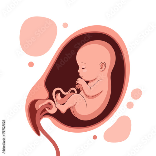 Understanding the stages of fetal development during pregnancy and its amazing journey.