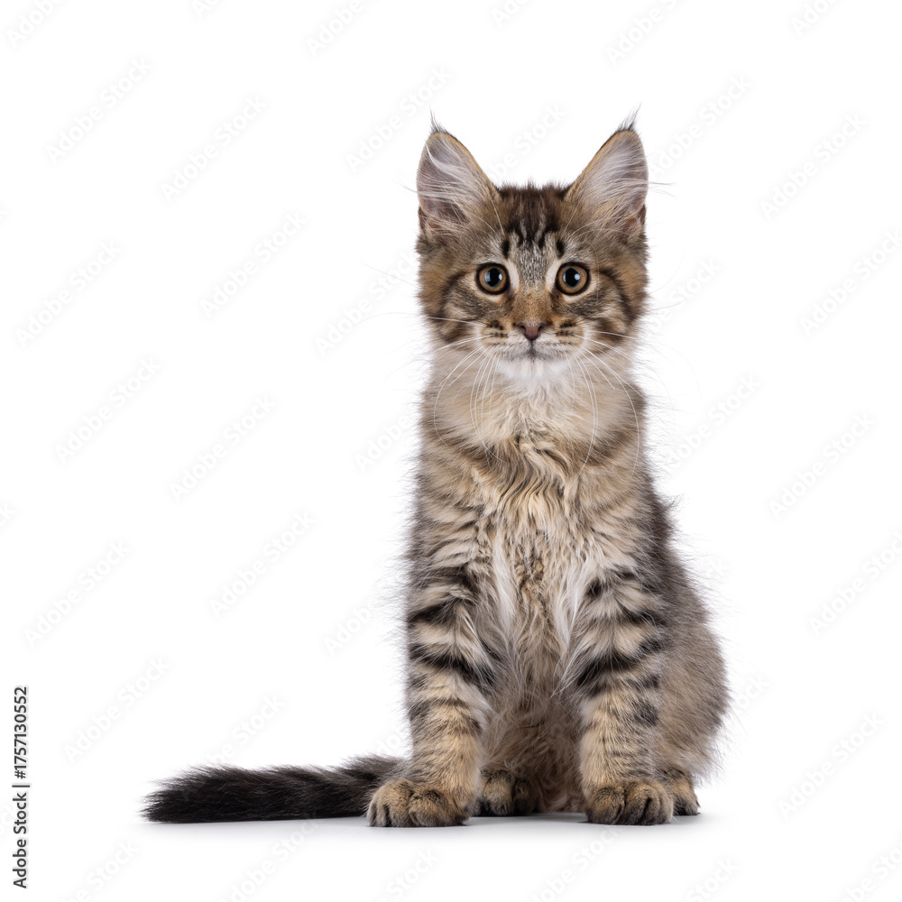 Obraz premium Maine Coon cat kitten sitting up facing front. Looking straight to camera. Isolated on white background