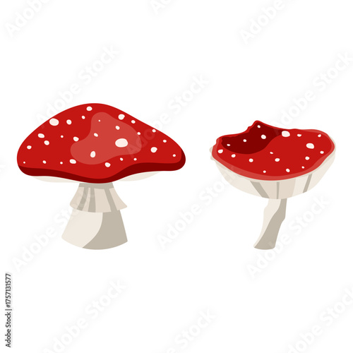 Charming Red and White Spotted Amanita Muscaria Mushrooms on a White Background, Nature's Fungi