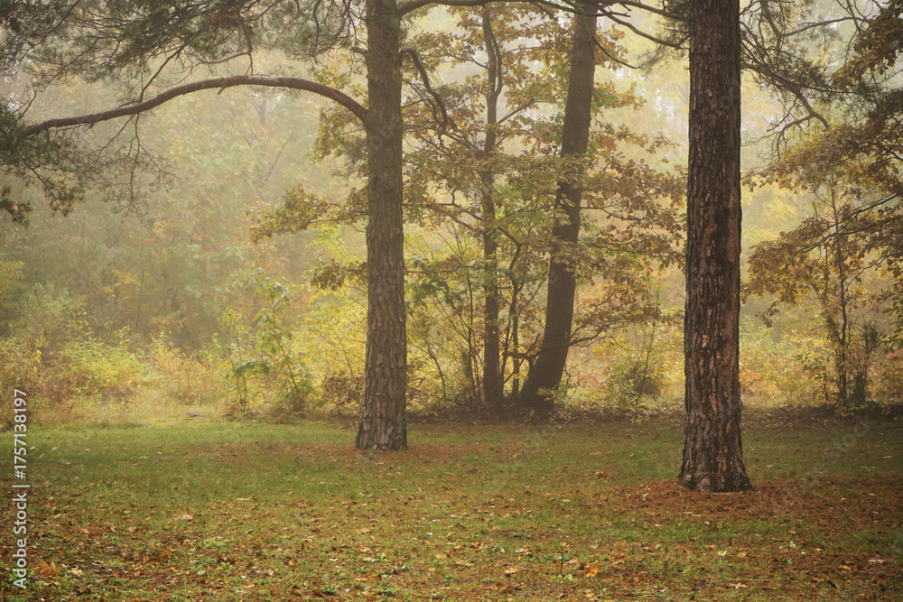 Obraz premium park,drzewa,mgła 