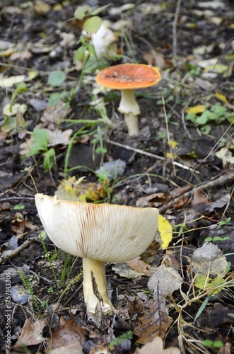 Two old Amanita muscaria grows in the forest.
