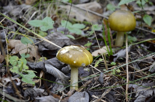 Two Young Amanita phalloides growing in the autumn forest