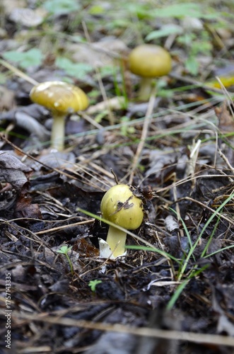 Group of Young Amanita phalloides growing in the autumn forest