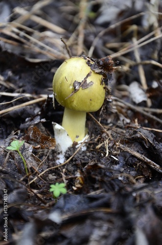 Young Amanita phalloides growing in the autumn forest