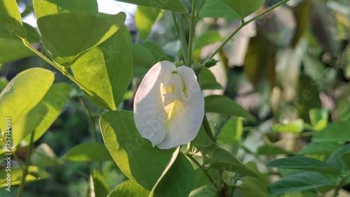 Beautiful white flower video with green leaves in sunlight