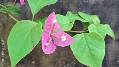 Pink bougainvillea flower video with green leaves in nature
