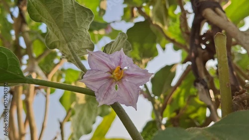 Beautiful purple flower video with green leaves and sunlight