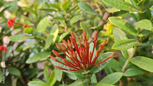 Red flower bud video with green leaves in sunlight
