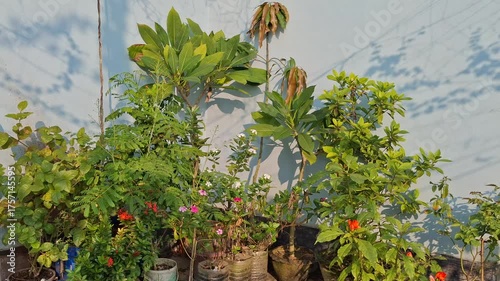 Beautiful rooftop garden plants video under bright sunlight