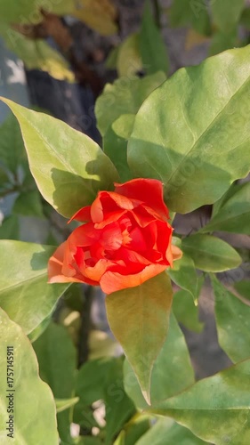 Red rose in the garden