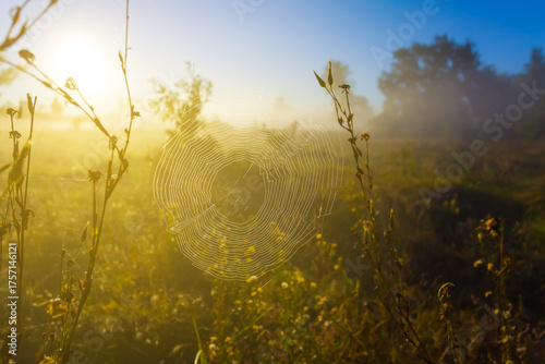 closeup spider web on bush branch among prairie at the early morning sunrise
