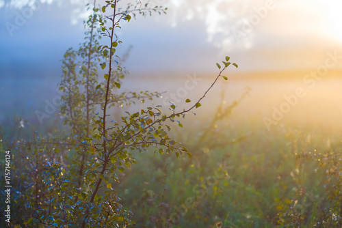 forest glade in dense mist in light of rising sun, early morning outdoor landscape