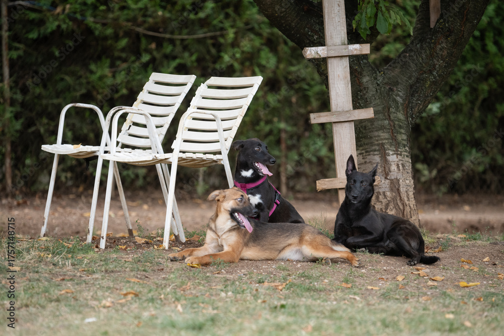 Obraz premium Foster dogs siblings playing together at their foster home backyard