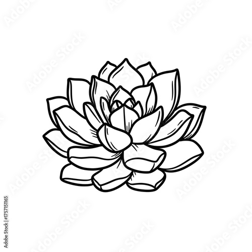 Hand drawn succulent plant line art illustration isolated on white.