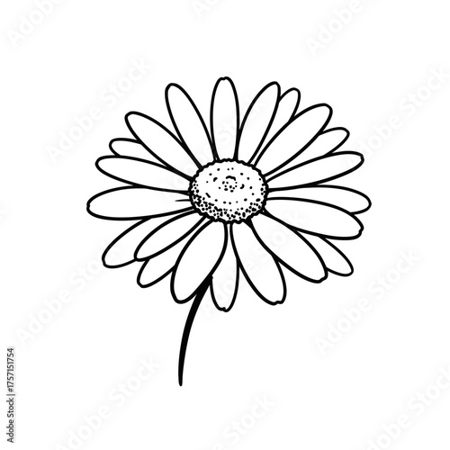 Simple Black and White Outline Drawing of a Daisy Flower.