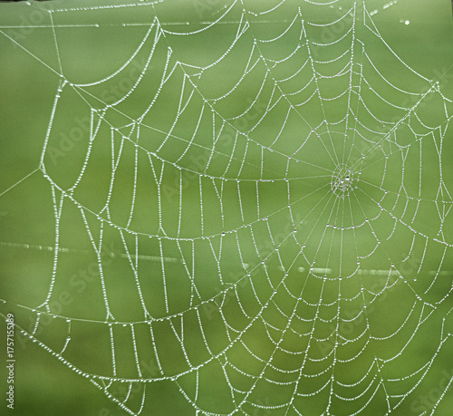 Spinnennetz im Morgentau