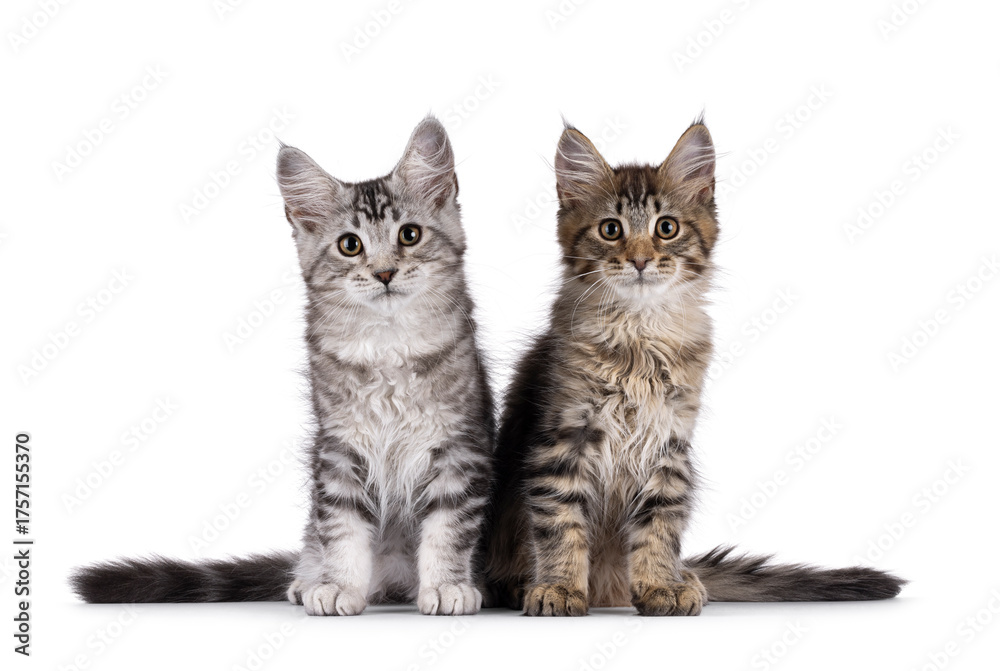 Obraz premium Two Maine Coon cat kittens sitting together facing front. Looking straight to camera. Isolated on a white background