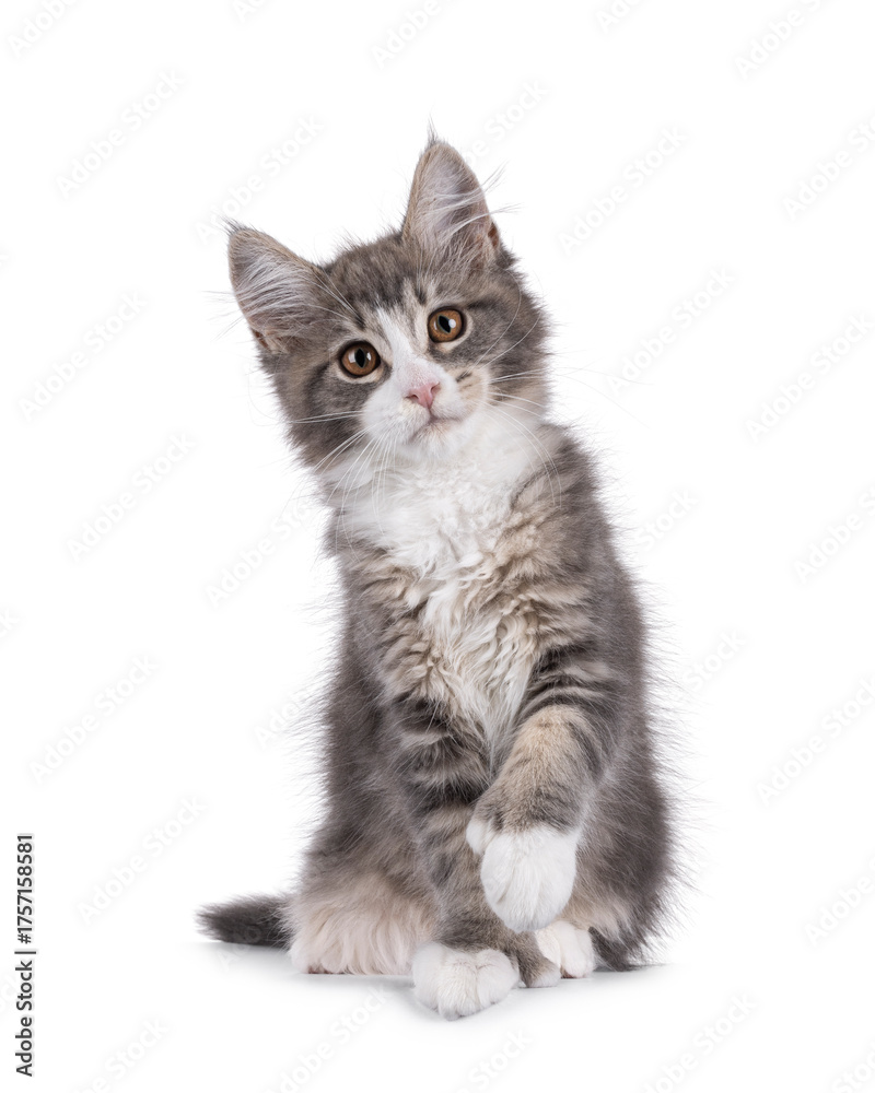 Fototapeta premium Maine Coon polydactyl cat kitten sitting up facing front, with paw lifted. Looking straight to camera. Isolated on a white background