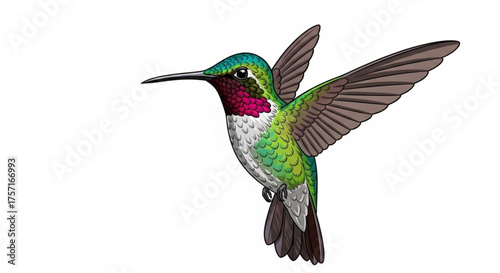 Hummingbird vector illustration in vibrant green and magenta, hovering mid-air with spread wings. detailed digital artwork of a colorful bird on a white background.