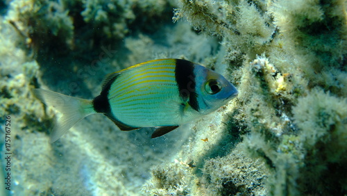 Fototapeta Naklejka Na Ścianę i Meble -  Two banded sea bream (Diplodus vulgaris) undersea, Aegean Sea, Greece, Halkidiki, Pirgos beach