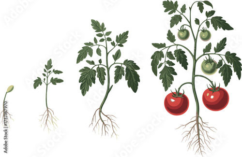 growth stages of tomato plant with roots, plant development vector illustration, agriculture concept