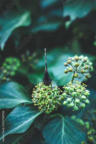 Butterfly looking on the flower