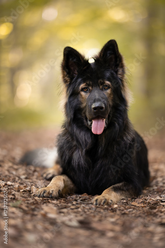 Altdeutscher Schäferhund  Porträt in natürlicher Umgebung