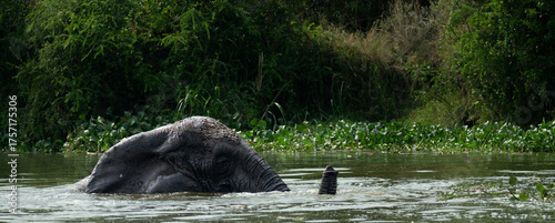 Canvas Print Giants of the Savannah: Elephants of Queen Elizabeth National Park