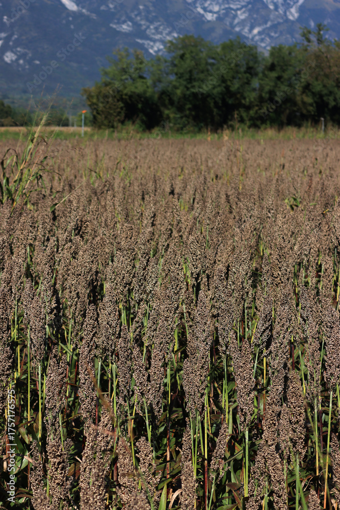 Obraz premium Dry brown Sorghum plants in the field ready to be harvested. Sorghum agricultural cultivation in northern Italy