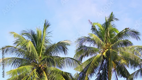 Wallpaper Mural Tropical palm trees swaying gently under clear blue sky in breeze Torontodigital.ca