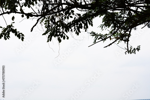 Silhouette of fir tree branches and leaves against a white sky background.