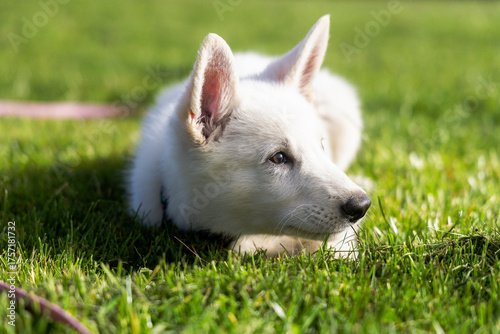 White Swiss Shepard puppy