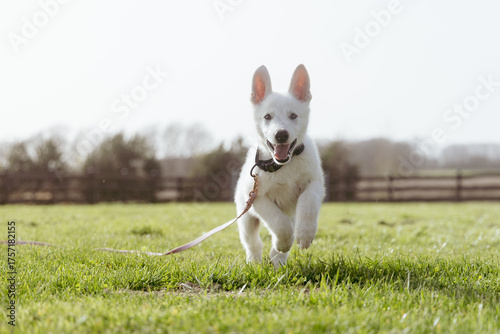 White Swiss Shepard puppy running